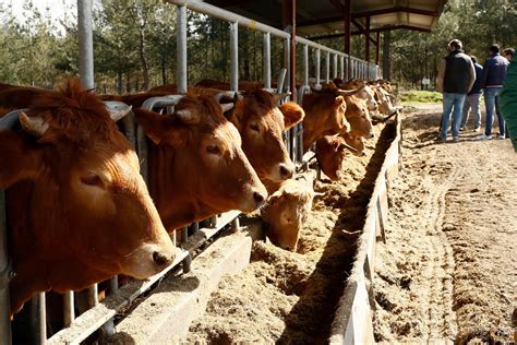 La Diputación de Lugo dará ayudas a la raza rubia gallega:.